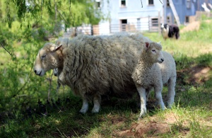 Loretta with Lamb