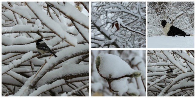 spring snow collage