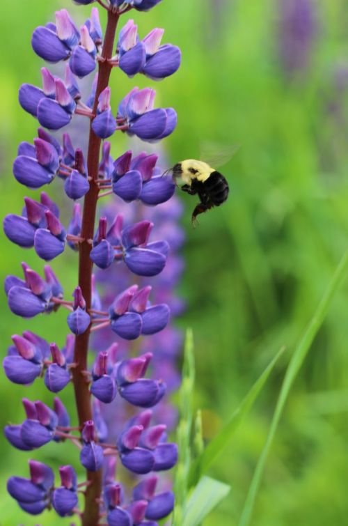 Lupin and Bee
